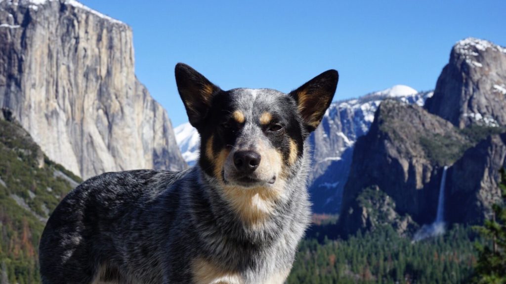 Dog in the wilderness (Photo: @andrew.marlow-velasco via Twenty20)