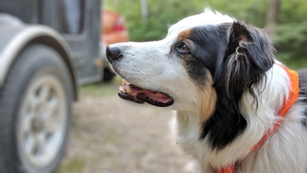 Most dogs love camping with their families (Photo: @cmpachet via Twenty20)