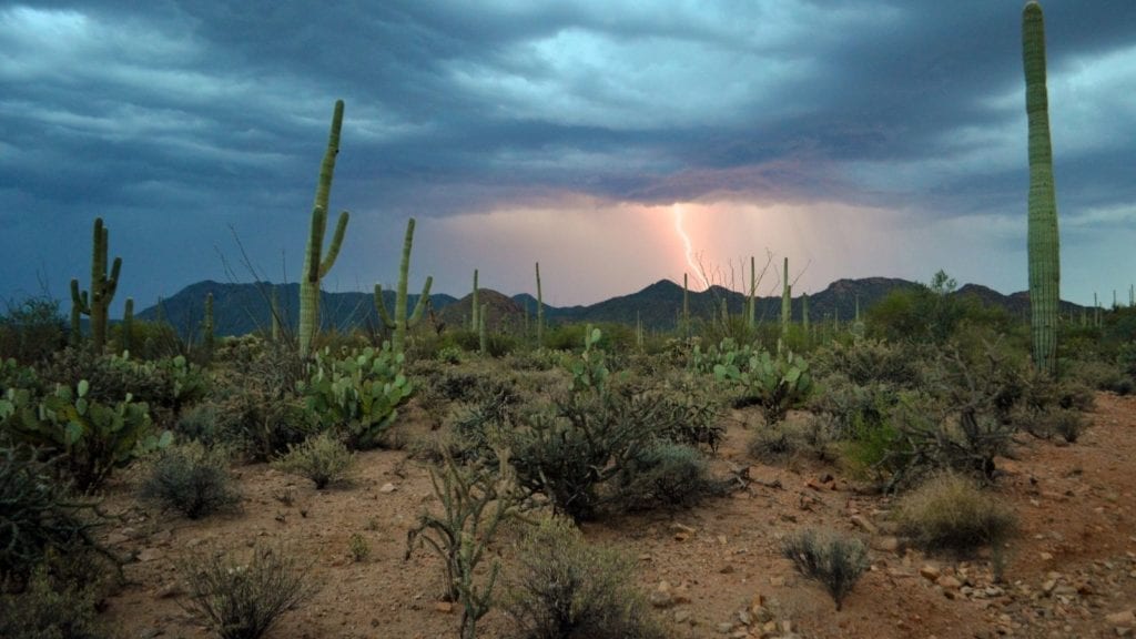 Saguaro National Park; national parks in spring