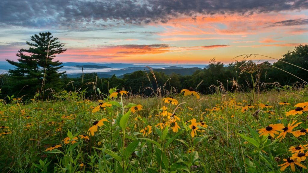 national parks in spring: Shenandoah National Park sunset with flowers in foreground