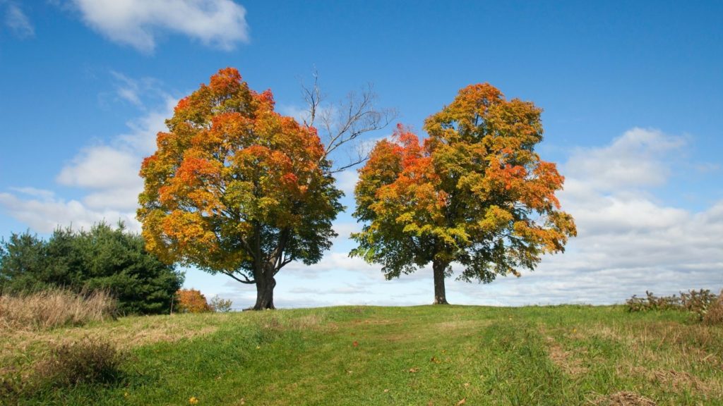 Fall foliage in Amherst (Photo: Massachusetts Office of Tourism)