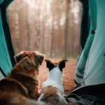 Camping with your dog (Photo: Shutterstock)