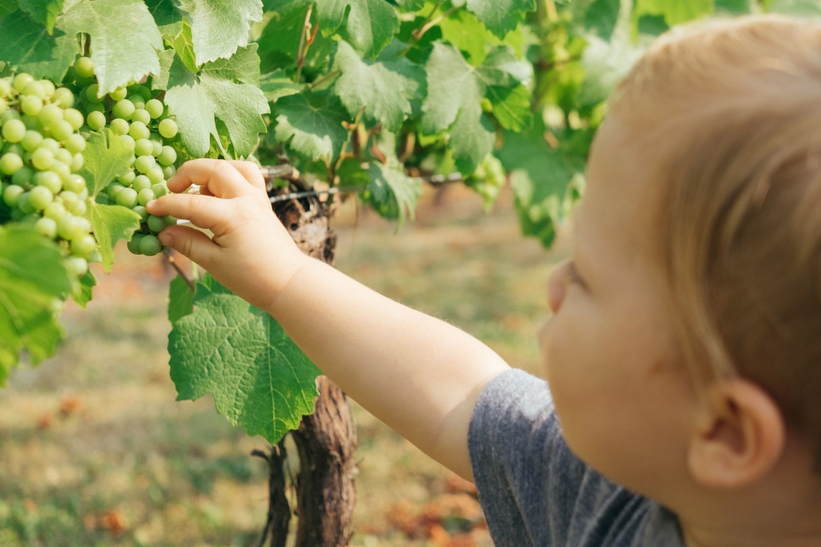 Little Boy in Vineyard (Photo: Paul Hanaoka via Unsplash)