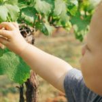 Little Boy in Vineyard (Photo: Paul Hanaoka via Unsplash)