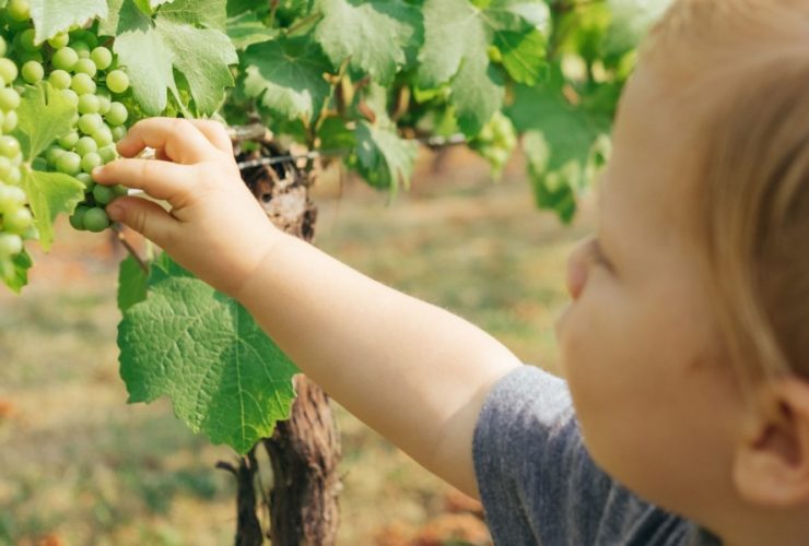 Little Boy in Vineyard (Photo: Paul Hanaoka via Unsplash)