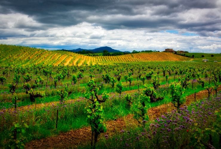 vineyard in Sonoma