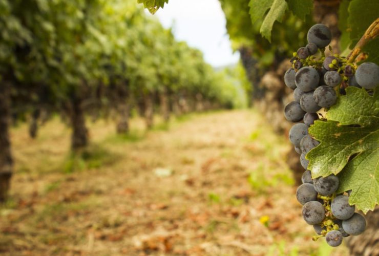 Vineyard in the Napa Valley