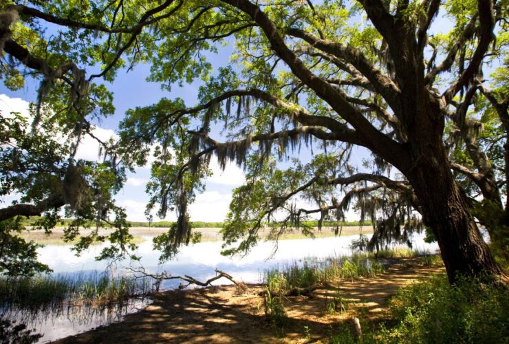 Botany Bay Plantation, Edisto Island, South Carolina (Photo: Perry Baker/DiscoverSouthCarolina.com)