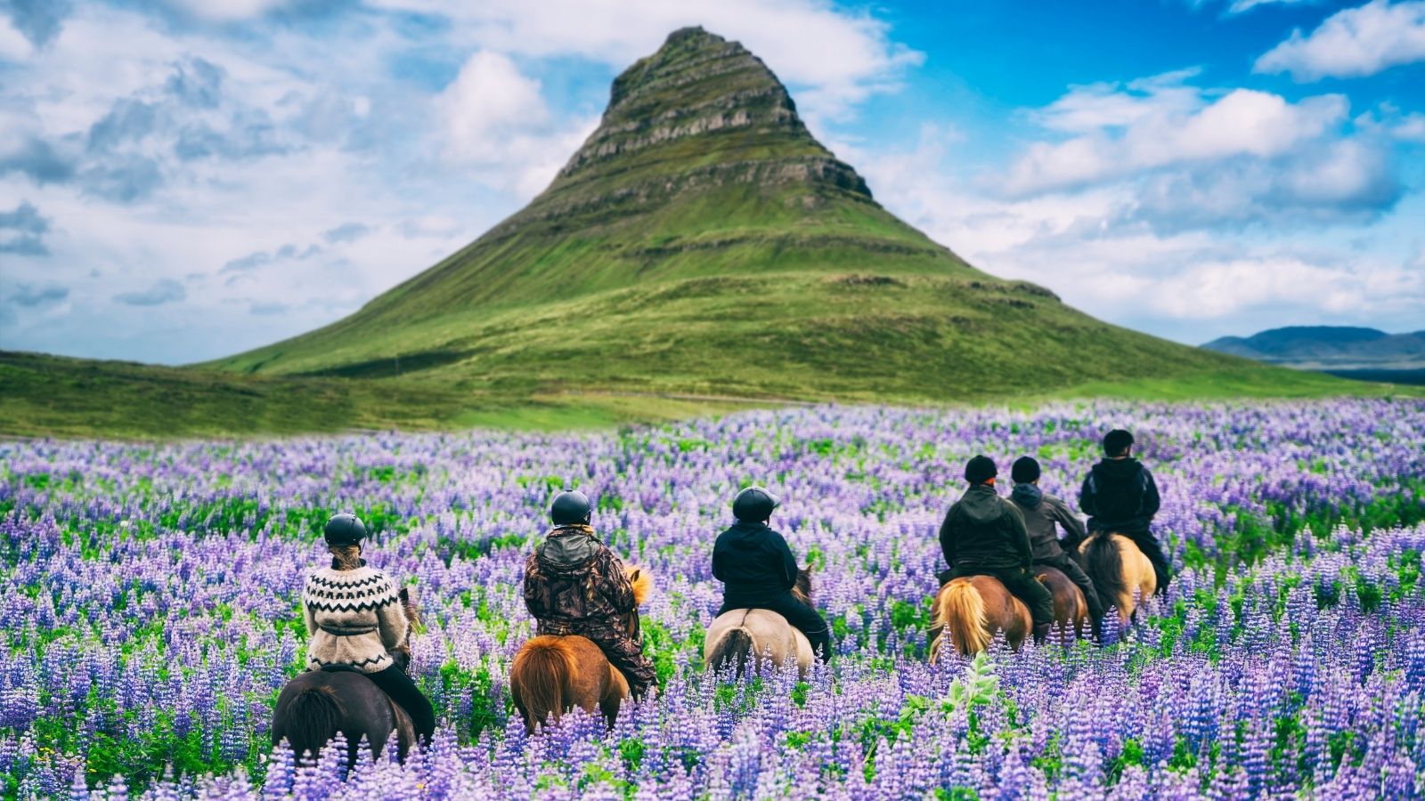 Tourists riding horses through wildflower meadow in Iceland (Photo: Shutterstock)