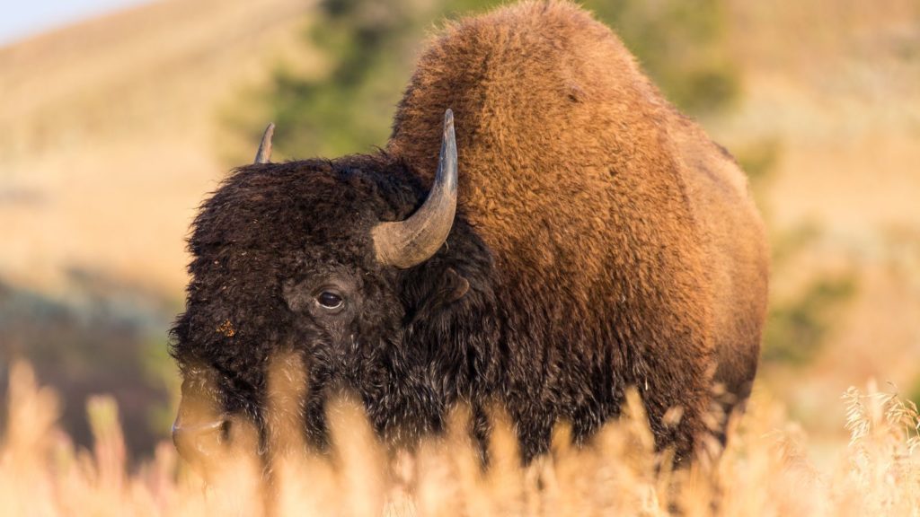 Bison at Yellowstone National Park (Photo: NPS)