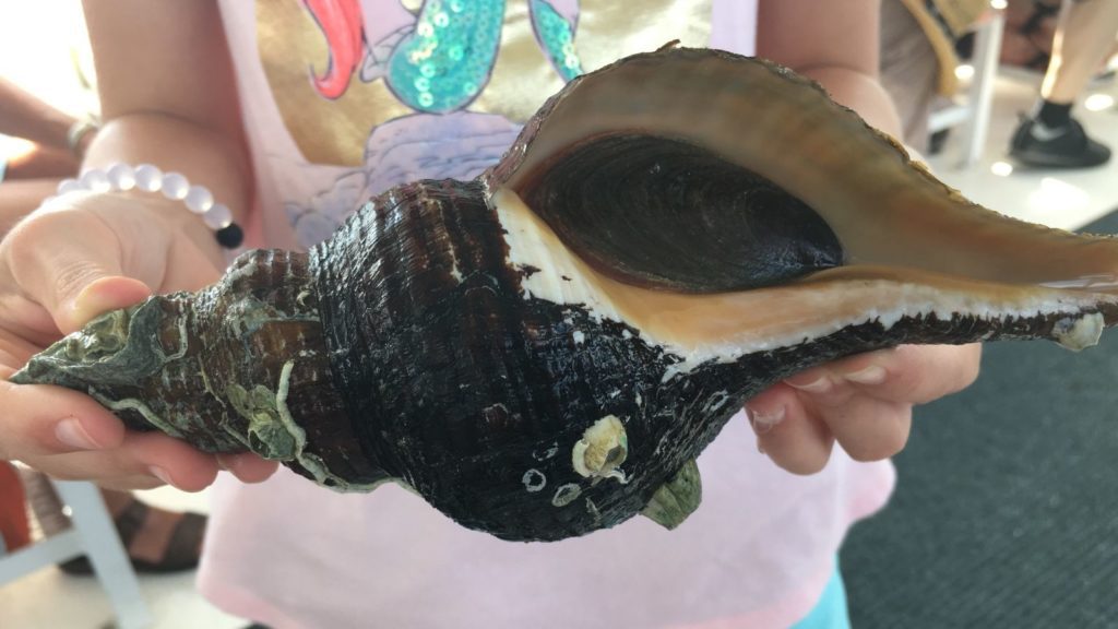 Marine Discovery Center in New Smyrna Beach (Photo: NSB Area Visitors Bureau)