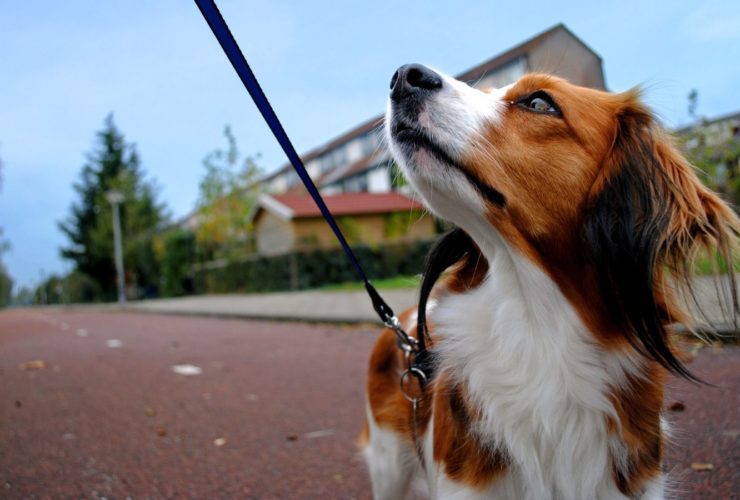 Walking a medium-sized dog (Photo: @carlo_vstek via Twenty20)