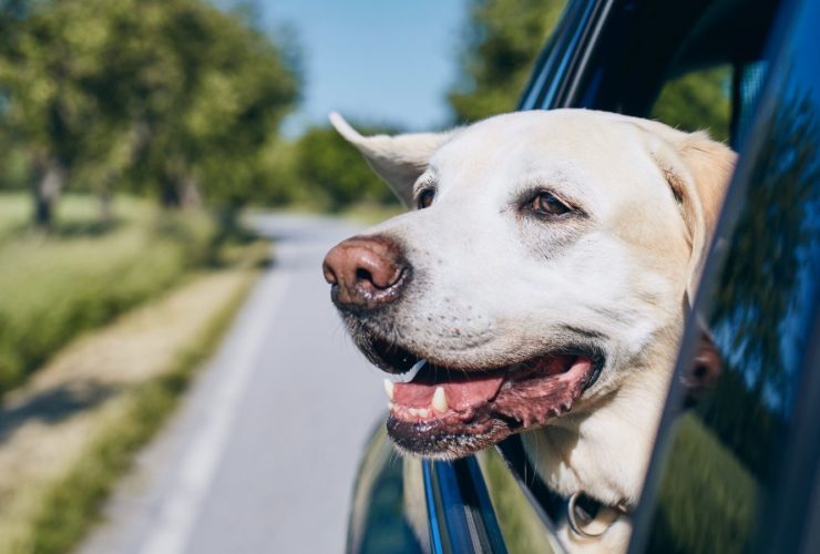 Dog in car (Photo: Envato)