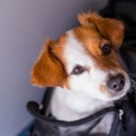 Dog in travel carrier (Photo: Envato)