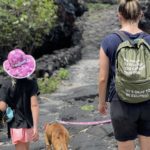 opal the dog on a field trip in hawaii walking on a trail