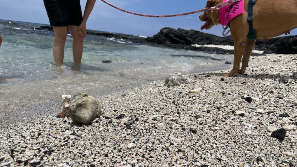 dog and person standing at the water's edge on a beach in Hawaii