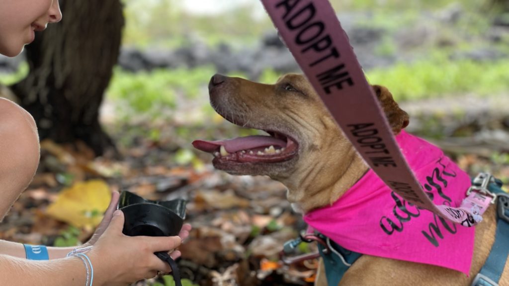 taking a dog on a field trip in Hawaii, stopping to drink some water