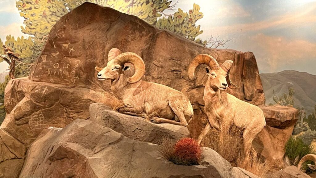 Big horn sheep at the Las Vegas Natural History Museum