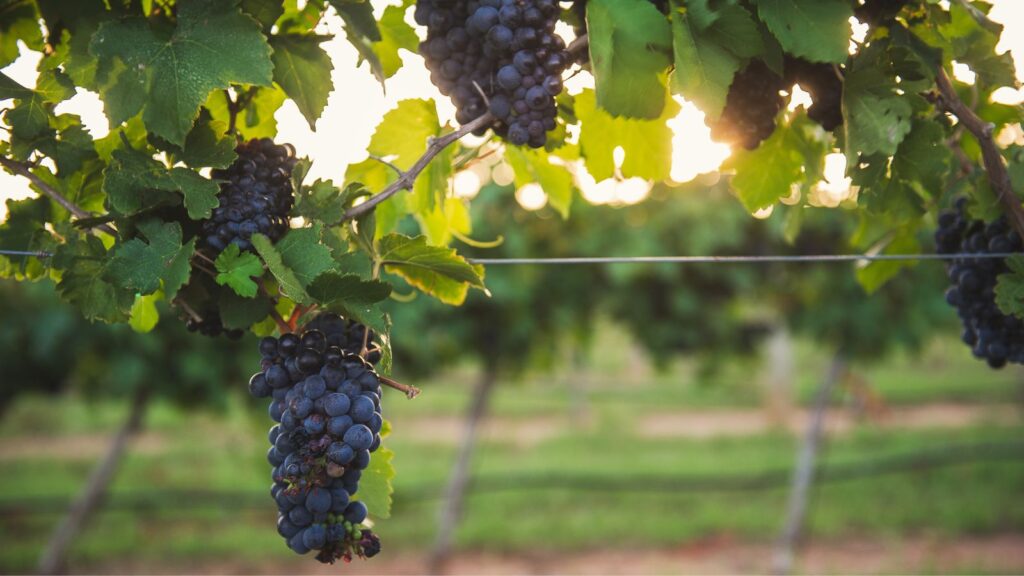 Vineyard grapes in Gillespie County, Texas Hill Country (Photo: B. Mistich)