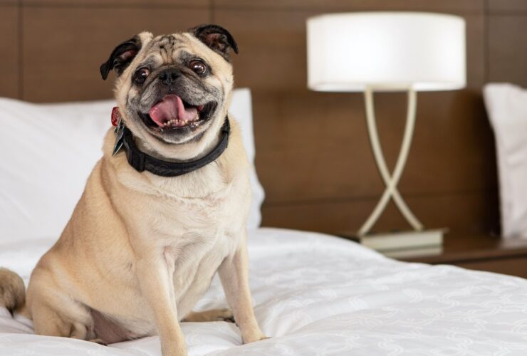 IHG Hotels and Resorts - Pet Friendly