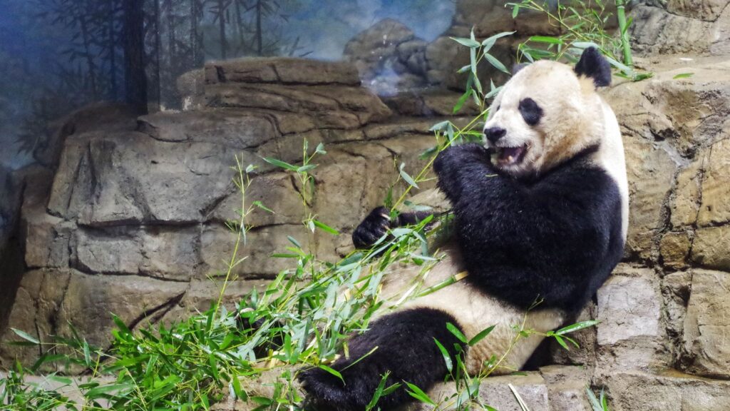 Panda at the National Zoo (Photo: Washington.org)