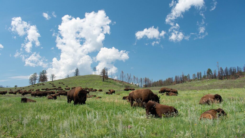 Black Hills South Dakota