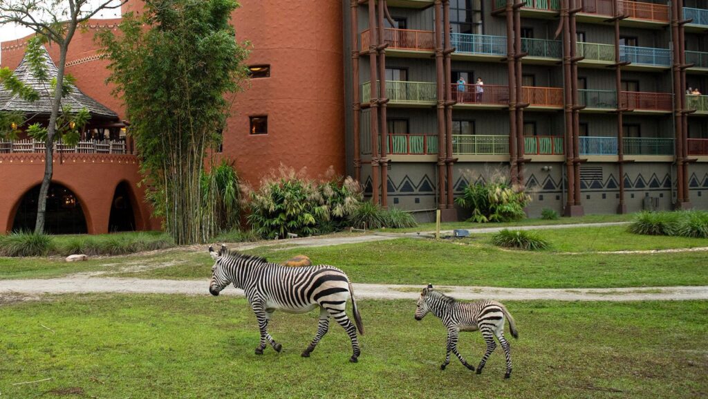 Disney's Animal Kingdom Lodge