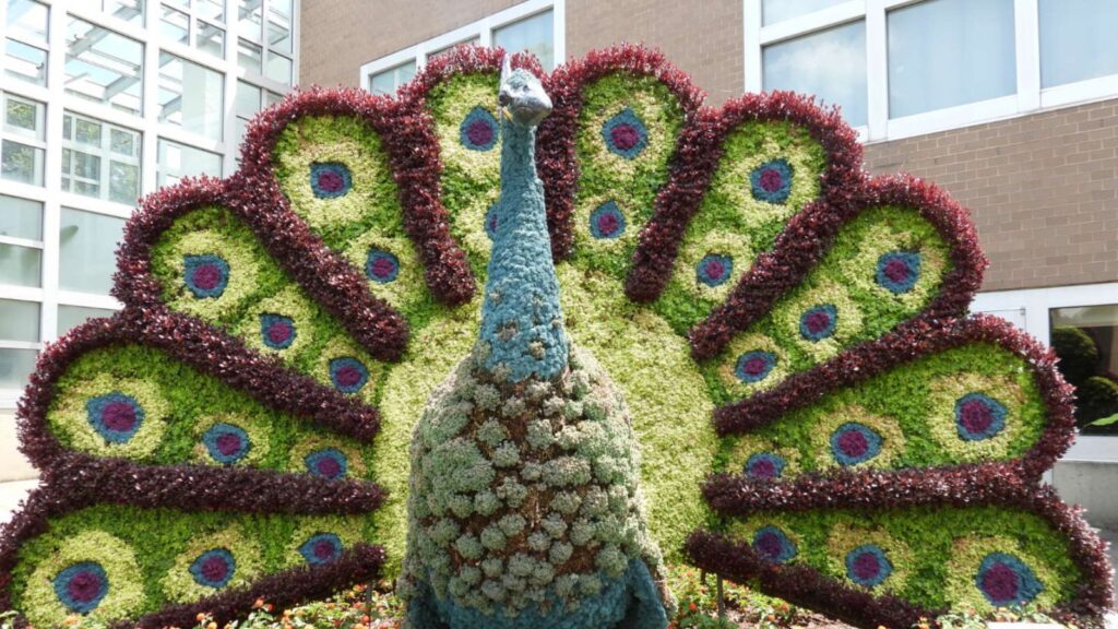 Peacock topiary: Bushes resemble animals at the Franklin Park children’s garden. Photo by Tim Trudell