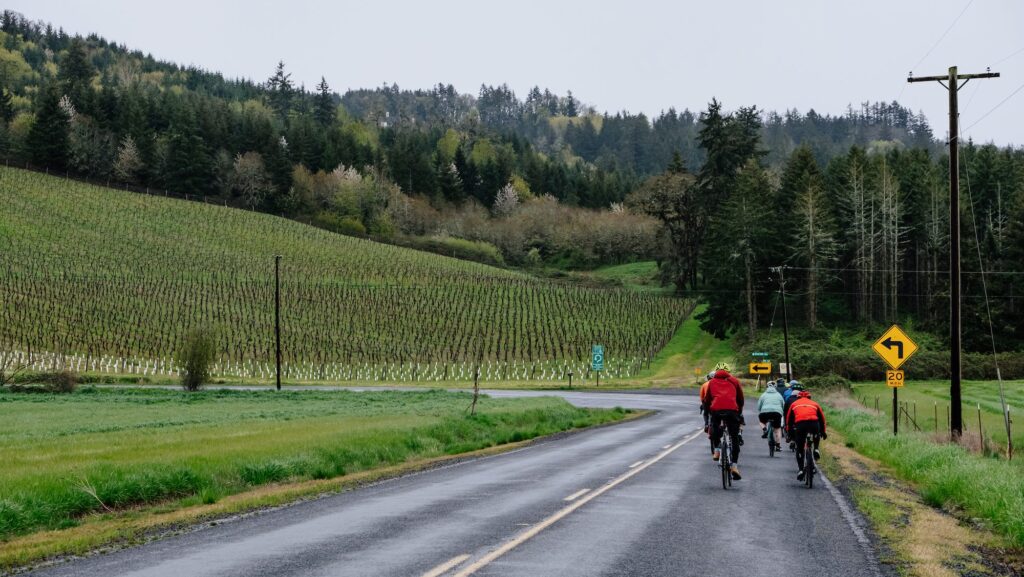 Group of cyclists pedaling through a landscape of vineyards in Oregon's Willamette Valley