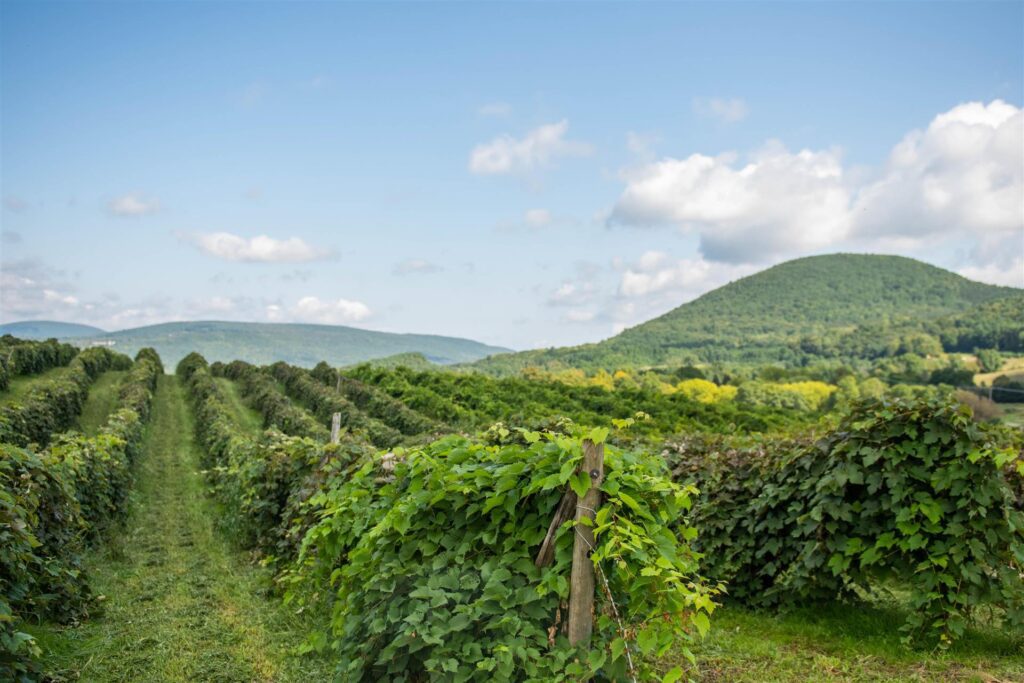 View of vineyards in Ontario County