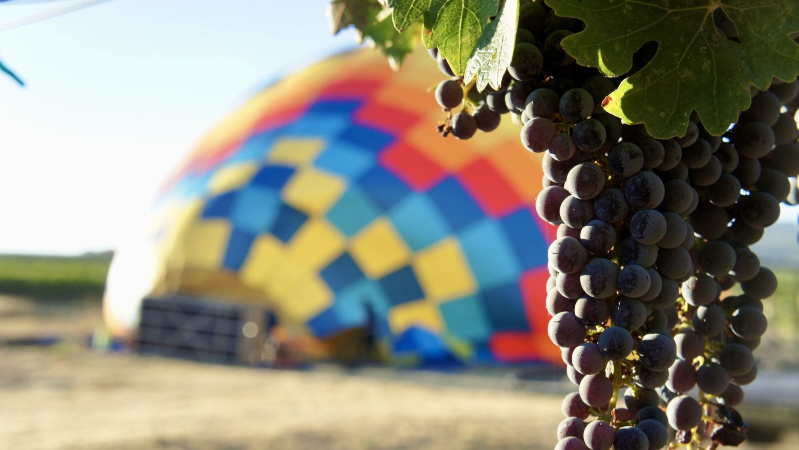 close up of grapes in Napa with a hot air balloon being slowly inflated in the background