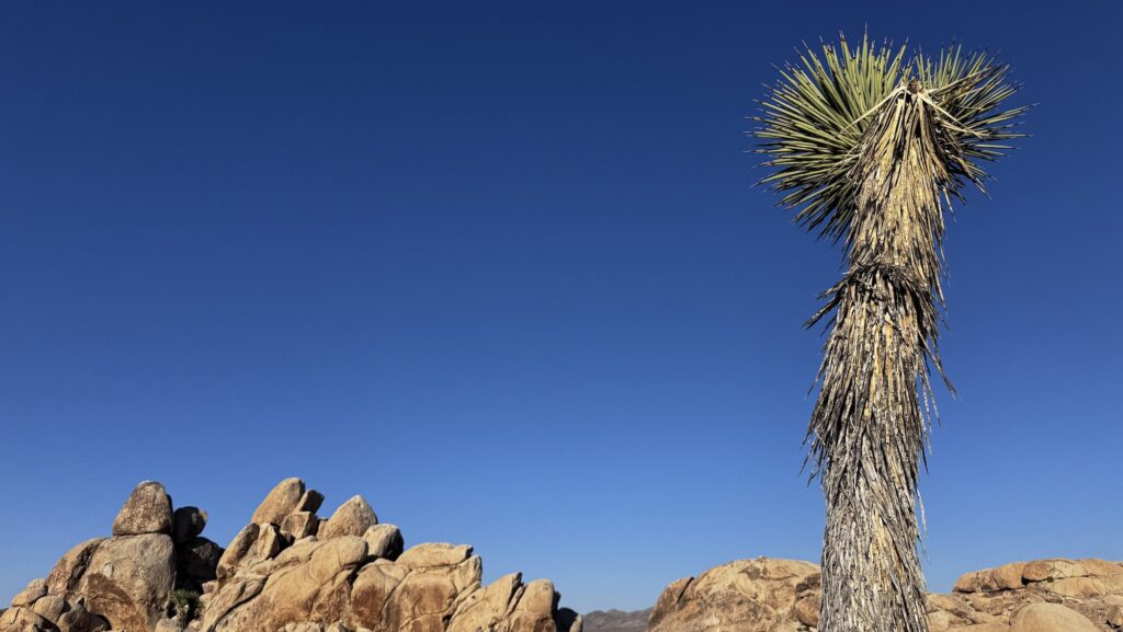 Joshua Tree at Hidden Valley in Joshua Tree National Park